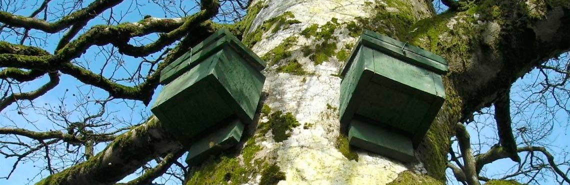 Bat boxes in a tree