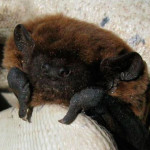 A bat being handled