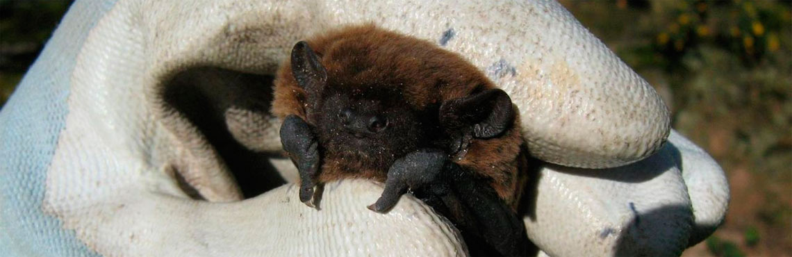 A bat being handled