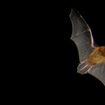 A pipstrelle bat in flight - By Barracuda1983 (Own work) [GFDL (http://www.gnu.org/copyleft/fdl.html), CC-BY-SA-3.0 (http://creativecommons.org/licenses/by-sa/3.0/) or CC-BY-SA-2.5-2.0-1.0 (http://creativecommons.org/licenses/by-sa/2.5-2.0-1.0)], via Wikimedia Commons