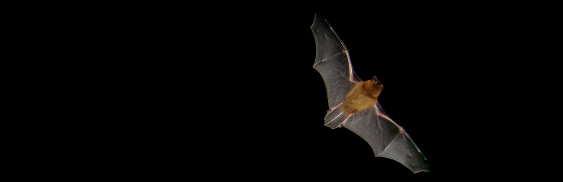 A pipstrelle bat in flight - By Barracuda1983 (Own work) [GFDL (http://www.gnu.org/copyleft/fdl.html), CC-BY-SA-3.0 (http://creativecommons.org/licenses/by-sa/3.0/) or CC-BY-SA-2.5-2.0-1.0 (http://creativecommons.org/licenses/by-sa/2.5-2.0-1.0)], via Wikimedia Commons