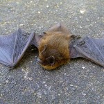 Grounded bat