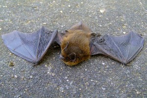 Grounded bat