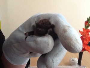 Bat Hand
