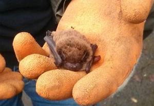 Leisler in hand from one of the bat boxes