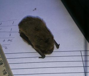 Soprano pipistrelle