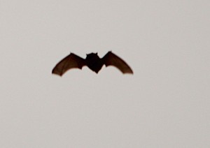 Day Flying Bat