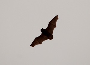 Day Flying Bat