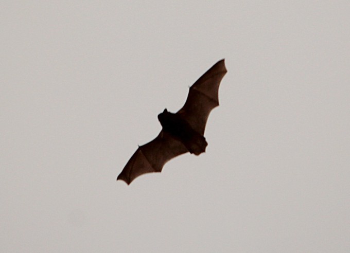We're Going On A Bat Hunt - Northern Ireland Bat Group