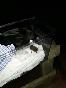 Bat ready for release