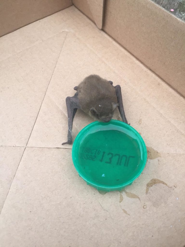 Found a grounded or injured bat? Northern Ireland Bat Group