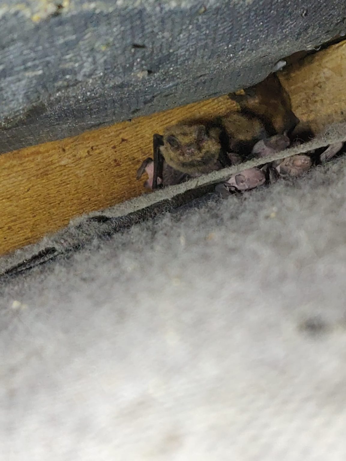 Do you have a bat roost in your home or work place? Northern Ireland